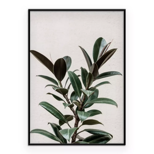 Poster  Figuier plante verte
