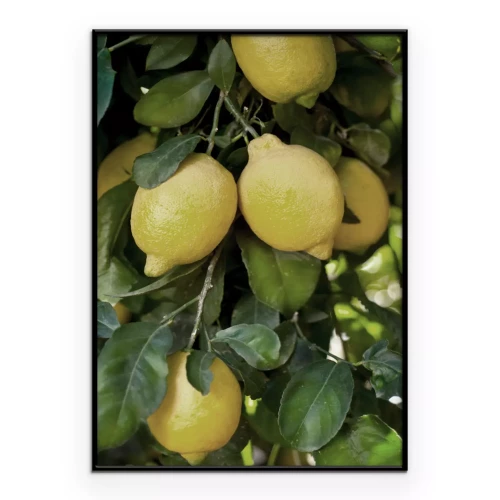 Poster  Citrons parmi les feuilles sur une branche