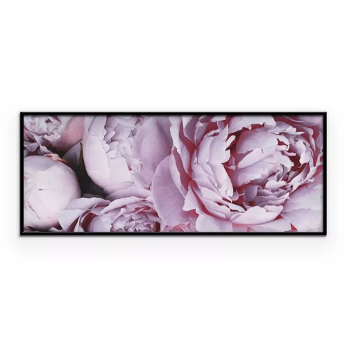 Poster  Peonías moradas en plena floración