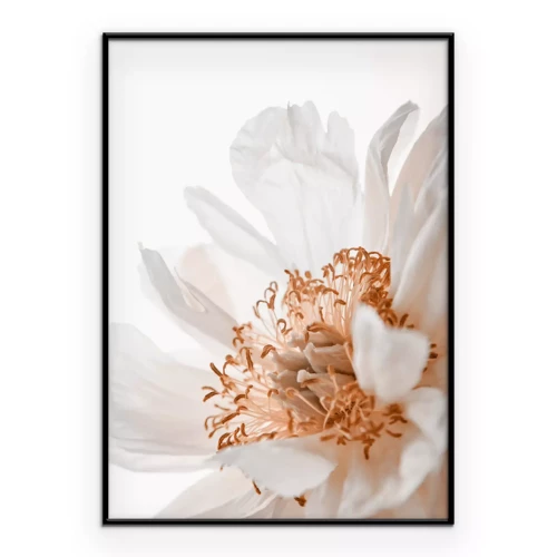 Poster  Fleur blanche en flor gros plan