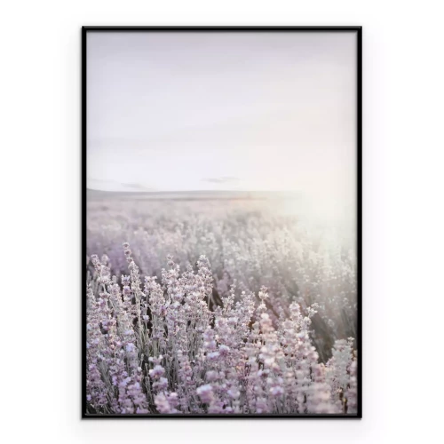 Poster  Champ de lavande au lever du soleil paysage