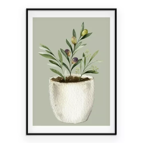 Poster  Illustration d’un olivier en pot