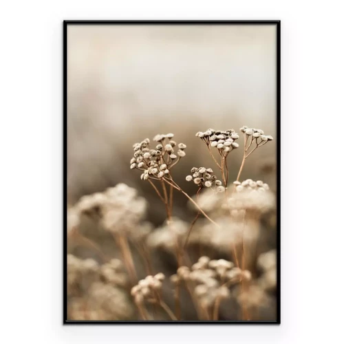 Poster  Fleurs des champs photographie nature en gros plan