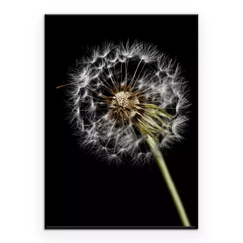 Poster  Gros plan de pissenlit sur fond noir