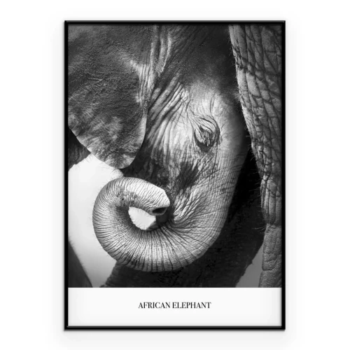 Poster  Portrait en noir et blanc d’un petit éléphant