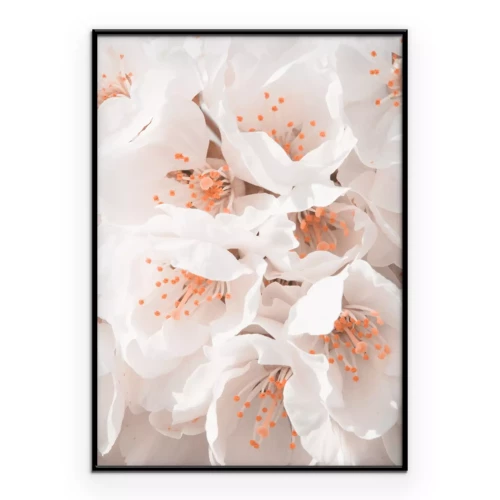 Poster  Cerisier en fleurs fleurs blanches