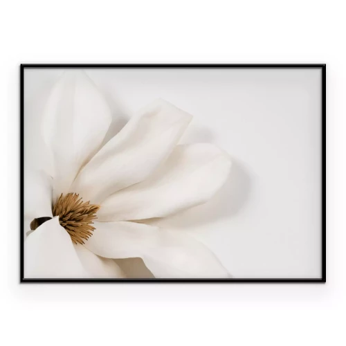 Poster  Magnolia fleur blanche sur fond clair