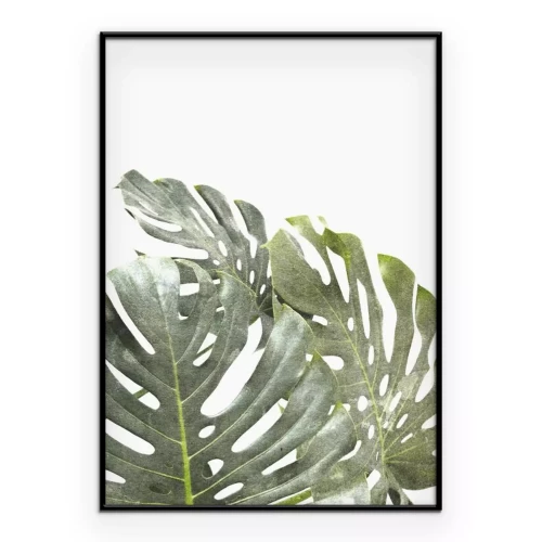 Poster  Composition végétale de feuilles vertes de monstera sur fond blanc