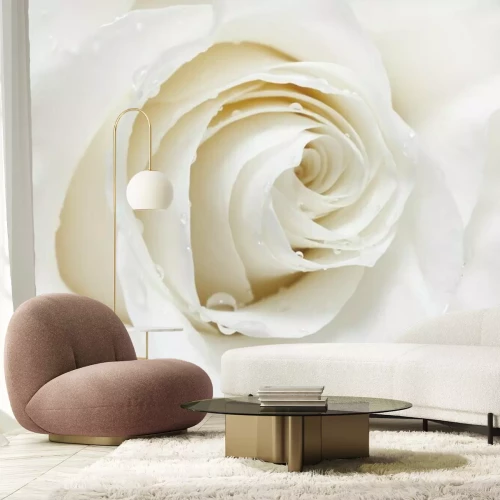 Papier peint  Rose blanche avec gouttelettes