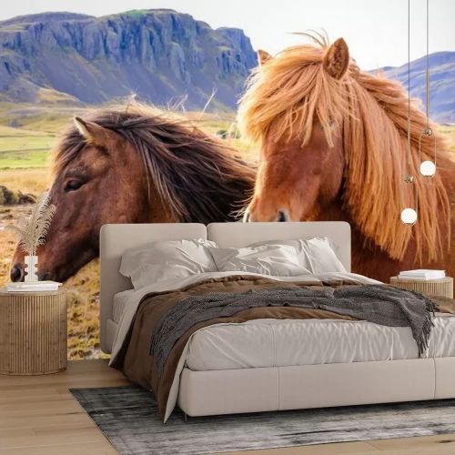 Papier peint  Animaux islandais dans les montagnes