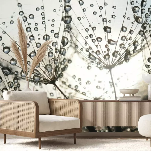 Papier peint  Graines de pissenlit avec des gouttes de rosée