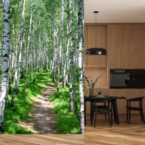 Papier peint  Chemin piétiné dans une forêt de bouleaux