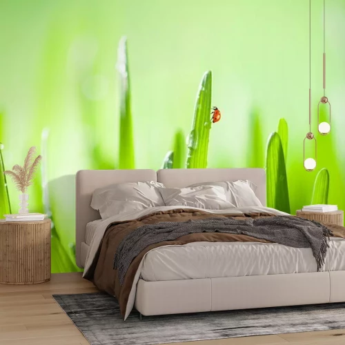 Papier peint  Coccinelle sur un brin d'herbe