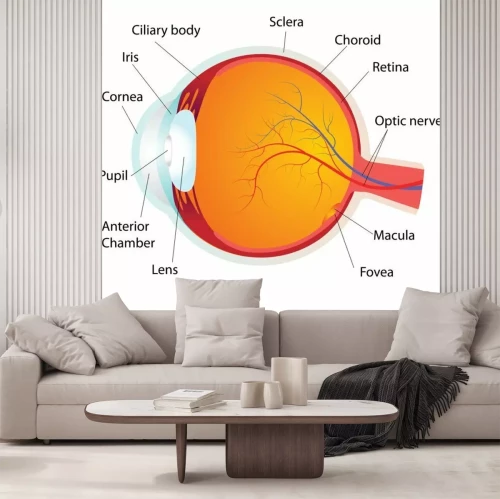Papier peint  Anatomie de l'oeil humain, vecteur