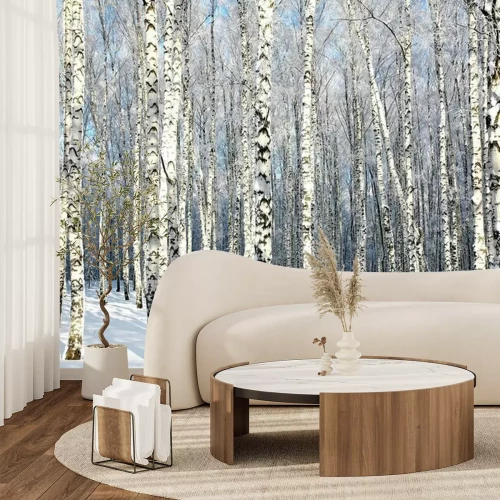 Papier peint  Soleil d'hiver et forêt de bouleaux