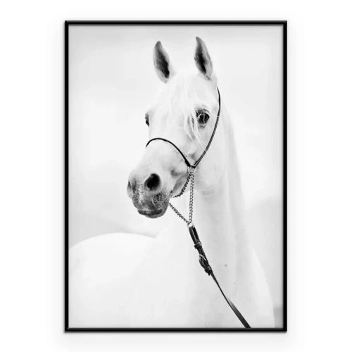 Poster  Buste d'un cheval pur-sang