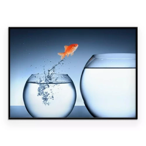 Poster  Poisson rouge changeant d'aquarium