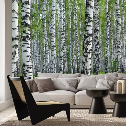 Papier peint  Forêt de bouleaux pure