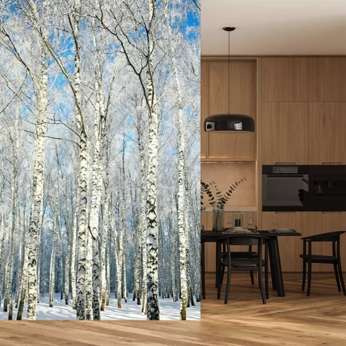 Papier peint  Bouleaux hauts et minces