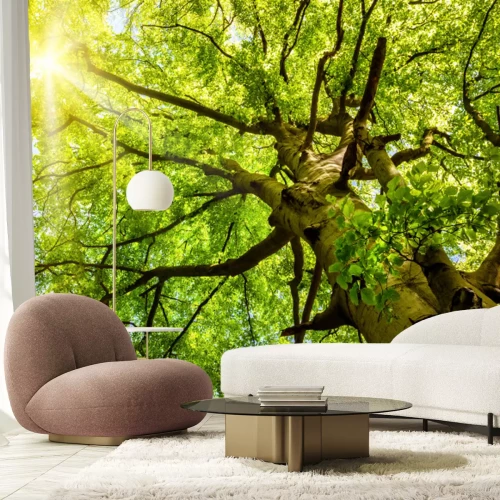 Papier peint  Arbres en 3D vus d'en bas