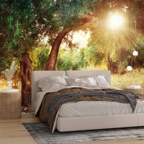 Papier peint  Rayons de soleil perçant à travers des oliviers