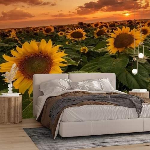 Papier peint  Coucher du soleil nuages et tournesols