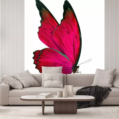 Papier peint  Papillon avce les ailes fermées