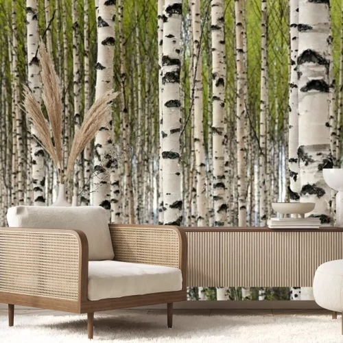 Papier peint  Bouleaux