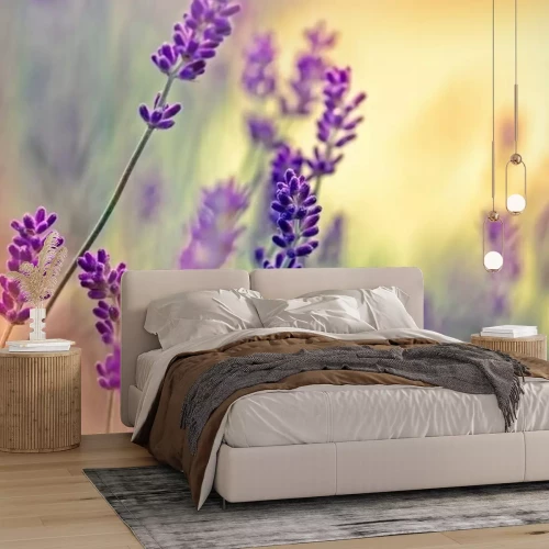 Papier peint  Gros plan sur de la lavande