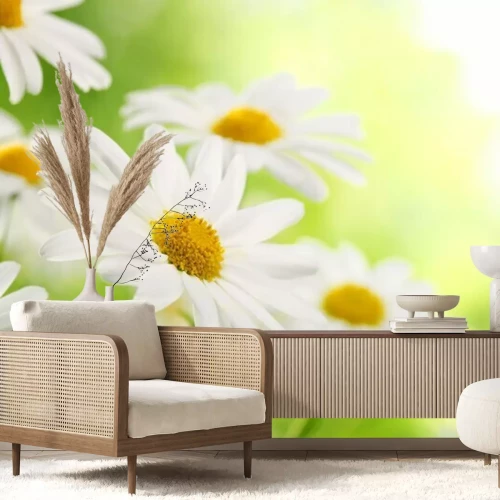 Papier peint  Gros plan sur des marguerites