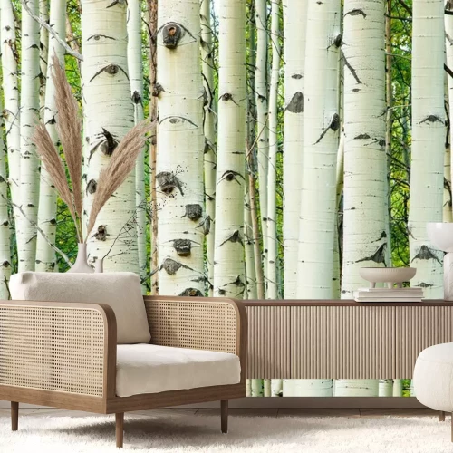 Papier peint  Tiges de bouleau blanc macro