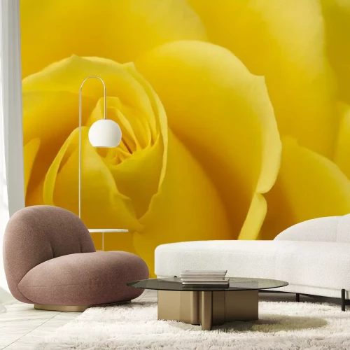 Papier peint  Gros plan sur une rose jaune
