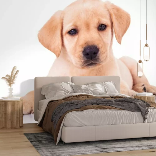 Papier peint  Chien allongé sur un fond clair