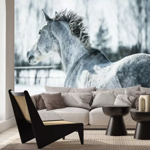 Papier peint  Un cheval tacheté en hiver