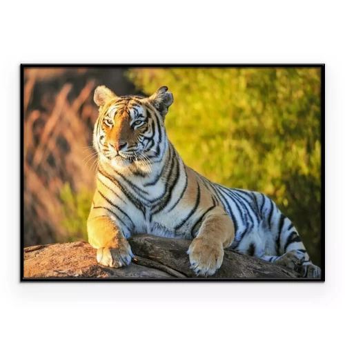 Poster  Portrait d'un tigre