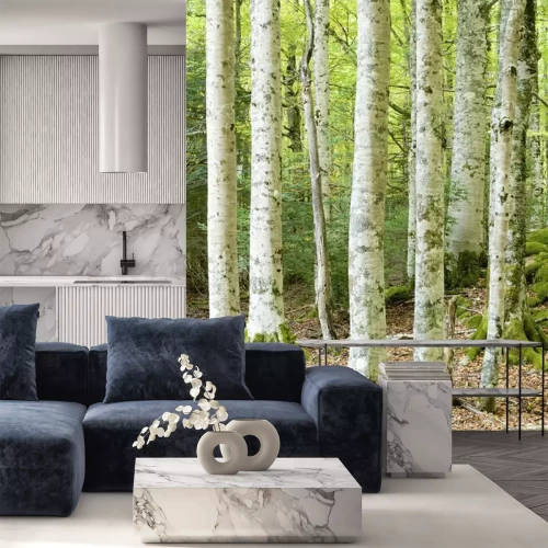 Papier peint  Mousse sur les bouleaux