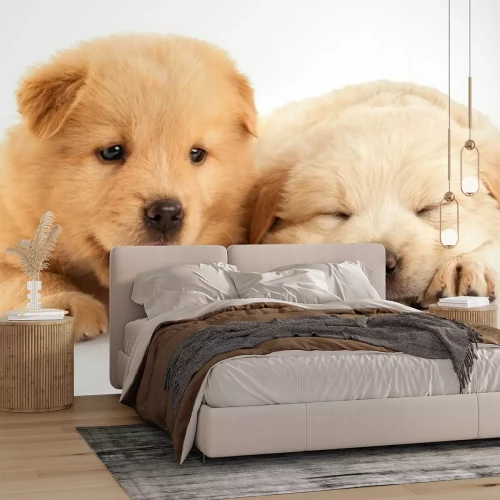 Papier peint  Chiots endormis