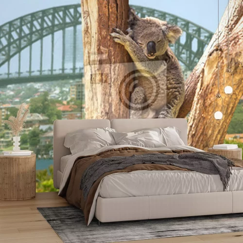 Papier peint  Koala mignon à Sydney, Australie