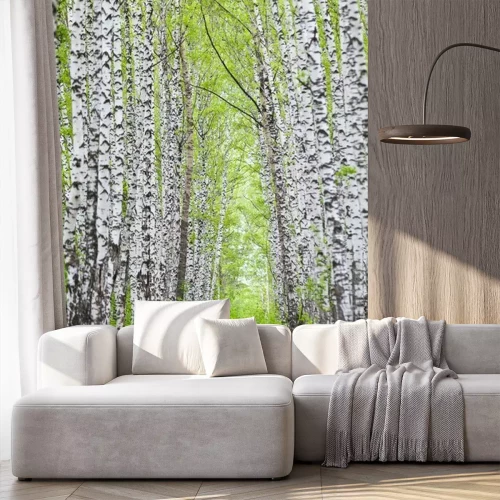 Papier peint  Avenue avec des bouleaux