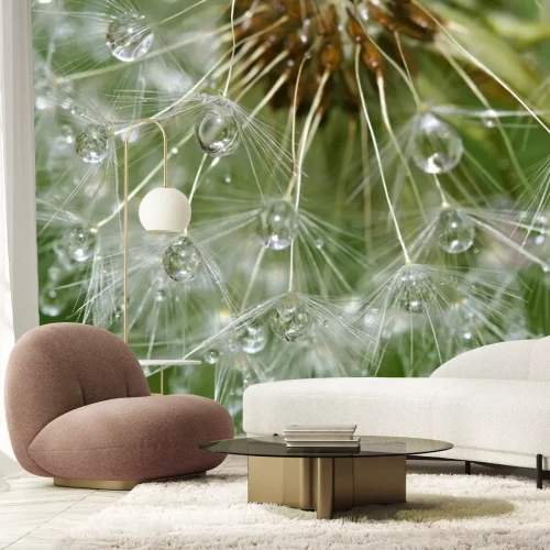 Papier peint  Pissenlit après la pluie