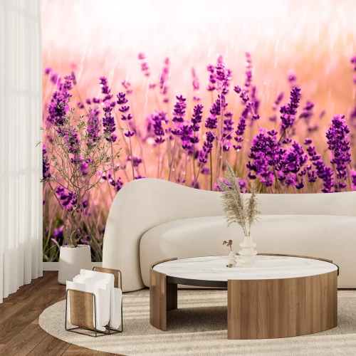 Papier peint  Nature provençale au soleil