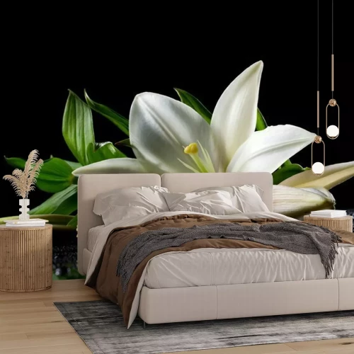 Papier peint  Magnifique lys blanc sur fond noir