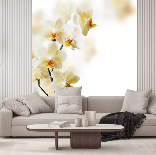 Papier peint  Belles fleurs d'orchidées sur fond flou