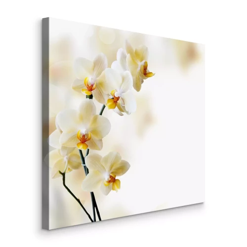 Tableau  Belles fleurs d'orchidées sur fond flou