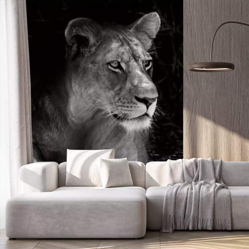 Papier peint  Lionne noire et blanche d'Afrique