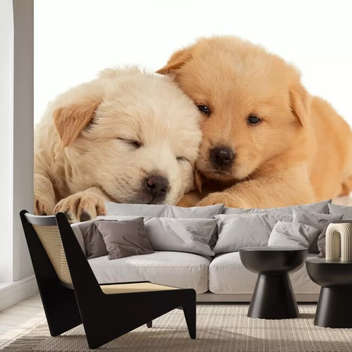 Papier peint  Chiots couleur sable endormis