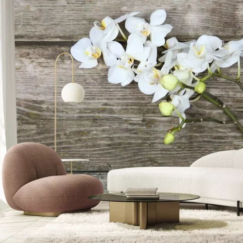 Papier peint  Orchidée blanche sur bois