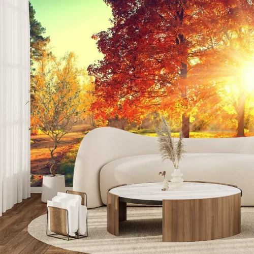 Papier peint  Arbres dans le parc en automne