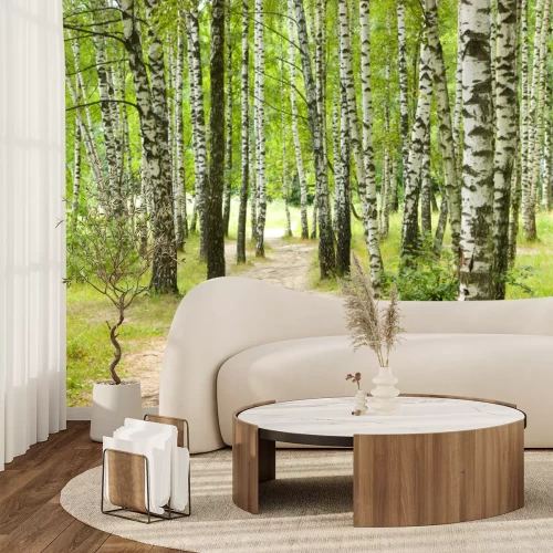 Papier peint  Chemins dans la forêt de bouleaux