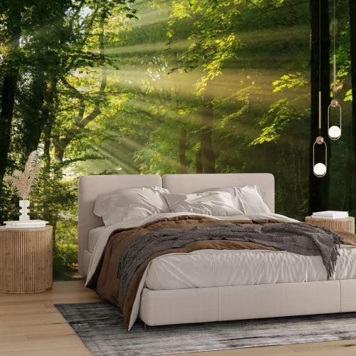 Papier peint  Matin ensoleillé dans un paysage forestier vert